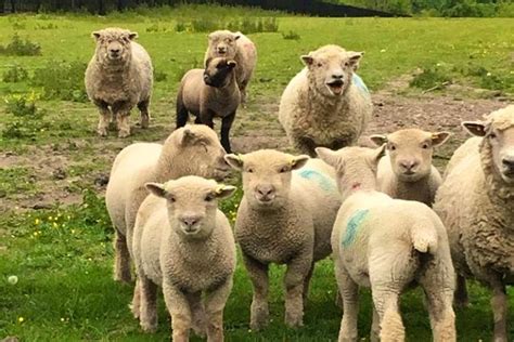 15 Pedigree Southdown Breeding Ewes Lambs Rams Shearlings