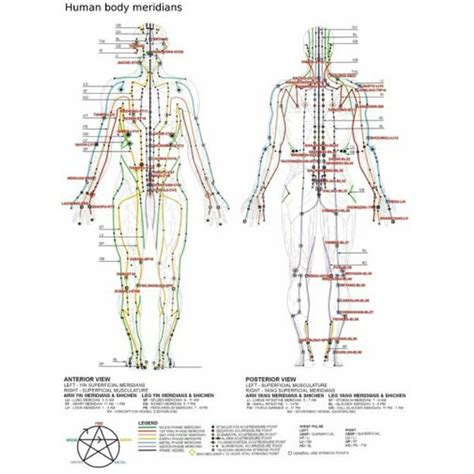 Acupuncture Human Body Meridians Poster 24inx36in Poster Art Poster