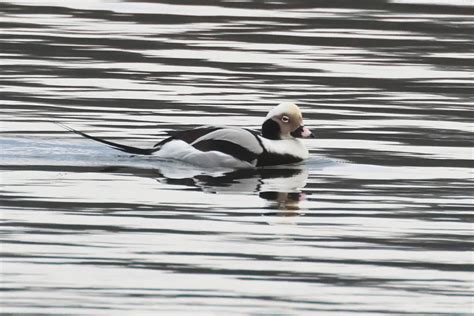Long Tailed Duck By Chris Teague Birdguides