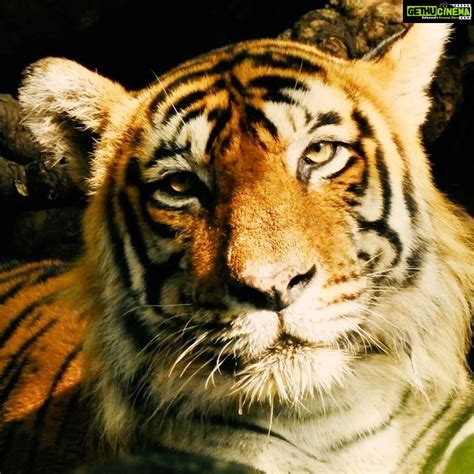 Dia Mirza Instagram Internationaltigerday 🐯🌳🌏 97 Of Tiger Numbers