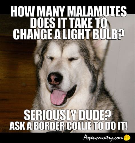 Easygoing Dog Joke Q How Many Malamutes Does It Take To