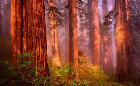 Redwood Forest Wallpapers Top Free Redwood Forest Backgrounds
