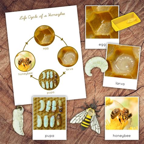Life Cycle Honeybee Digital Part Cards Etsy