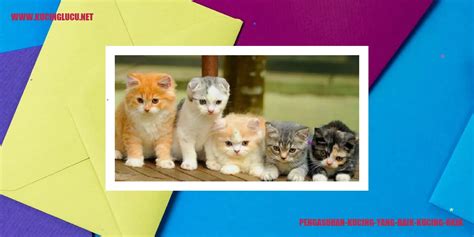 Kucing Okin Keunikan Dan Pesona Kucing Ras Okinawa Kucing Lucu Net