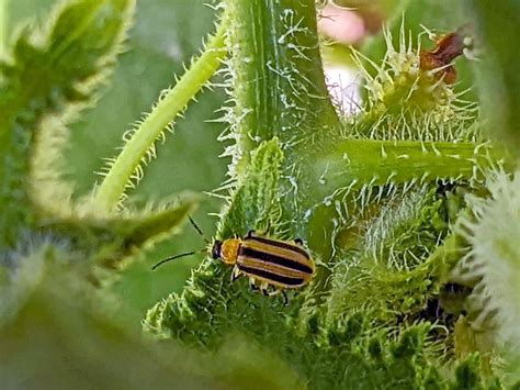 Cucumber Casualties And Causes The Cucumber Beetle Bug News