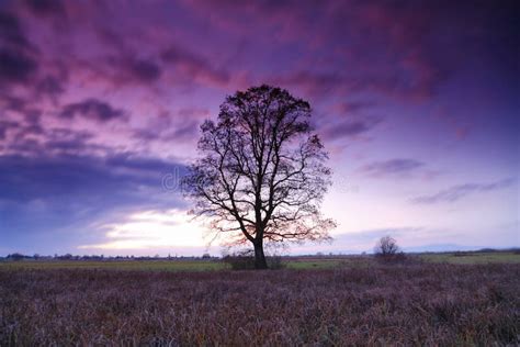 Lonely Tree Stock Image Image Of Dawn Fall Country 65569117