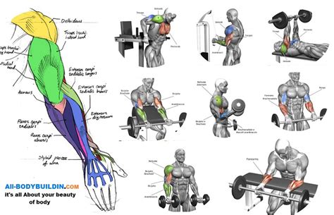 arm muscles to workout