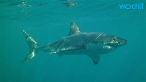 Great White Shark Birthing Site Discovered Youtube