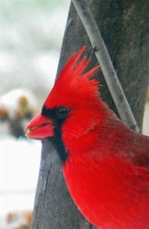 Male Cardinal I Like Birds Kinds Of Birds All Birds Pretty Birds