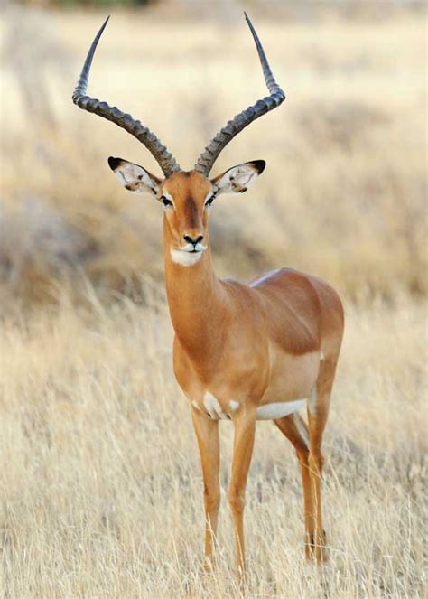Types Of African Deer