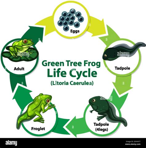 Diagram Showing Life Cycle Of Frog Illustration Stock Vector Image