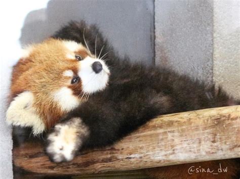 I Love You This Much Adorable Baby Red Panda Redpandas