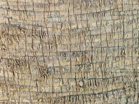 Palm Tree Texture Free Photo Download Freeimages