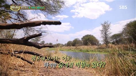 Law of the jungle ep 134 engsub full episode. The law of the Jungle(정글의법칙) Ep.82 #3(4) - YouTube