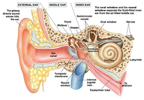 The Ear Ear Anatomy Middle Ear Middle Ear Anatomy