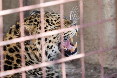 Amur Leopard Roaring Wally Hartshorn Flickr