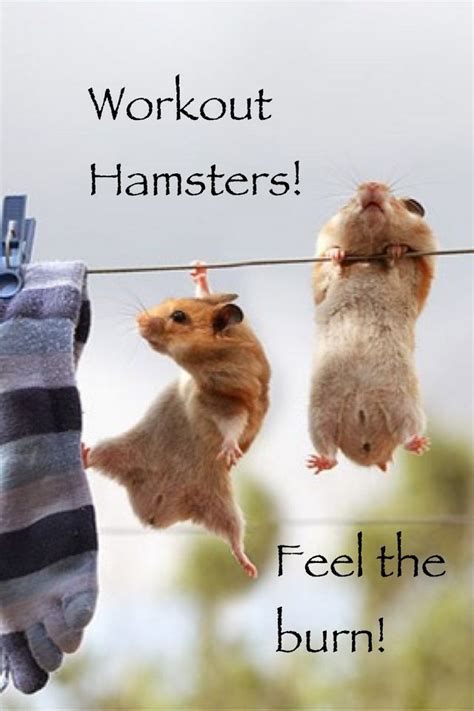 For Some Reason This Made Me Smile With Images Cute Hamsters Cute Animals Funny Hamsters