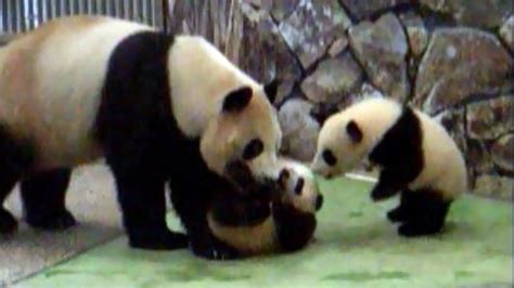 Panda Twins Babies Playing With Mom パンダ 愛浜 明浜 アドベンチャーワールド Youtube
