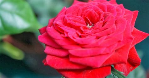 Maksud Bunga Ros Merah Terbaru