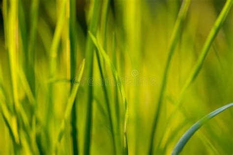Under The Bright Sun Abstract Natural Backgrounds Fresh Green Spring
