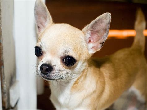 Chihuahua Breed Types