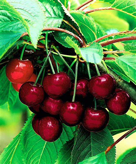 The fruit have a sweet citrus like flavor that is both delicious and refreshing. Dwarf Cherry 'Compact Stella' | Fruit & Veg | Fruit garden ...