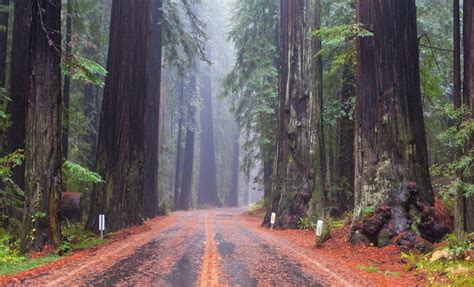 Visit 1 Best Humboldt Redwoods State Park In Ca This Fall