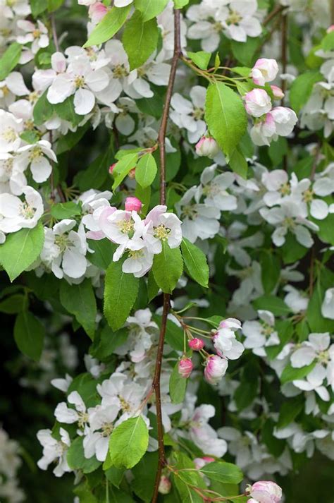 Blossom Of Crab Apple Malus Red Jade Photograph By Dr Jeremy Burgess