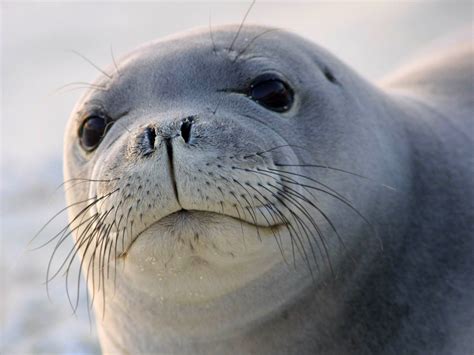 Seal Wallpaper And Background Image 1600x1200 Id529216