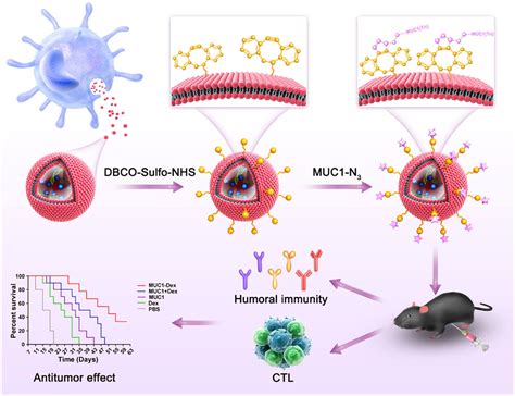 Frontiers Extracellular Vesicle Mediated Communication Between Cd8