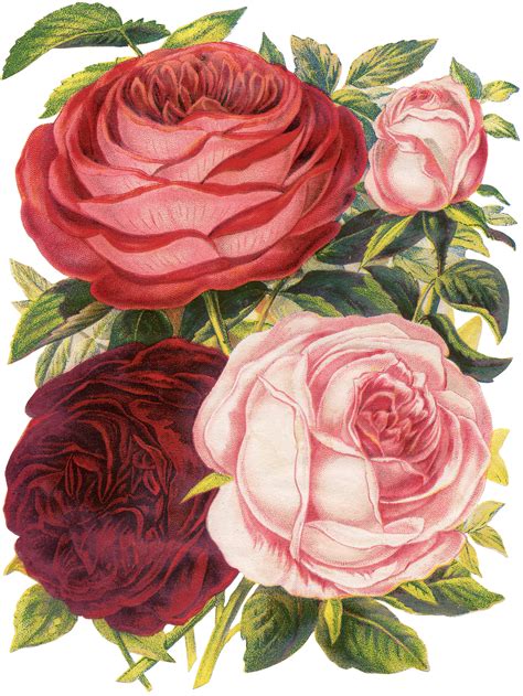 45 Pink Rose Images The Graphics Fairy