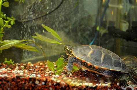 Baby turtle mini pond (how to full step by step guide, planted aquarium) i've wanted to. Turtle Tank Setup Guide. Some Useful Information On Subject