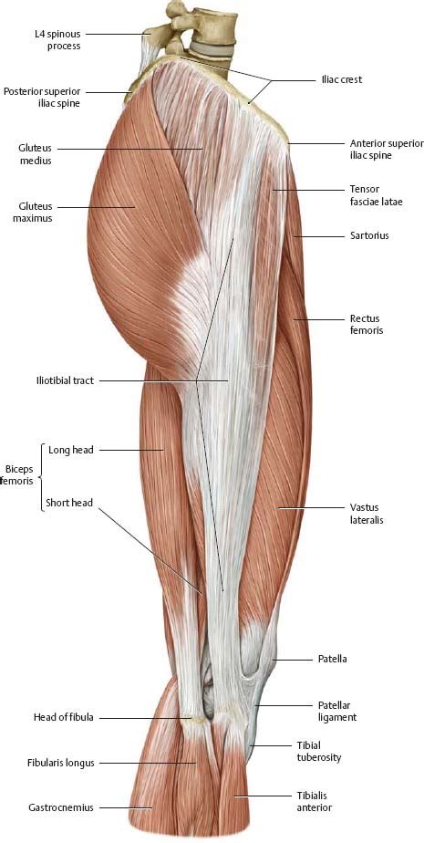 Hip And Thigh Atlas Of Anatomy