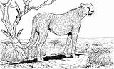 Cheetah Coloring Pages Animals Wildlife sketch template