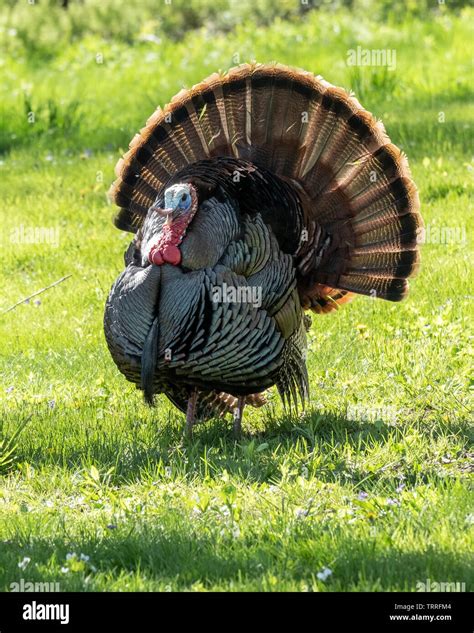 Tom Turkey Two Hi Res Stock Photography And Images Alamy