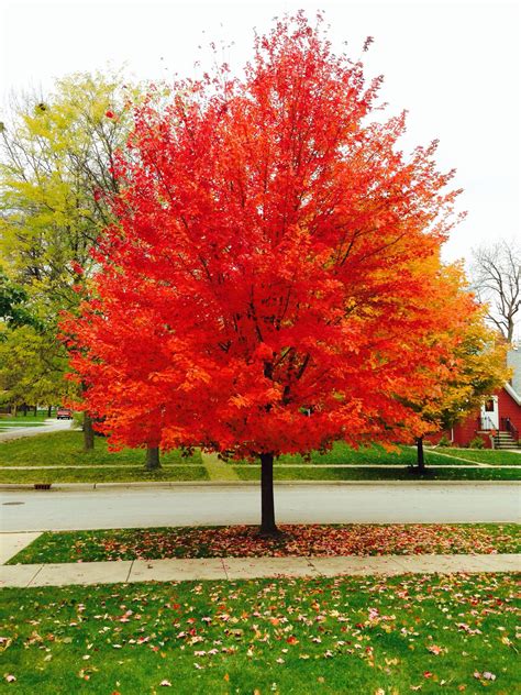 Maple Tree In My Yard Just Beautiful This Is A Red Sunset Maple