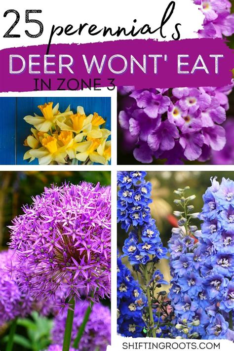 25 Almost Deer Proof Perennials For Zone 3 Gardeners In 2023 Deer
