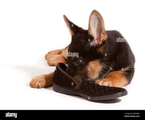 An Eleven Week Old German Shepherd Dog Puppy Chewing A Slipper Stock