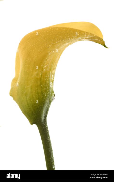 Yellow Calla Lilies Zantedeschia Aethiopica Stock Photo Alamy