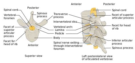 Presence of articular facets on every side of the body and on front of atypical thoracic vertebrae. What is the Difference Between Typical and Atypical ...