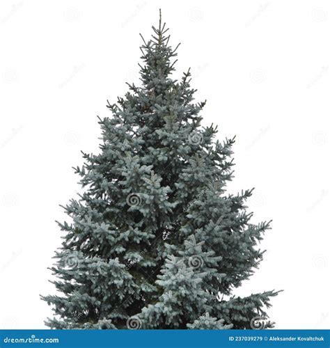 Blue Spruce Isolated On White Background Stock Image Image Of