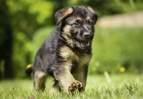 Germanshepherd Puppy Your Home And Business Security Experts