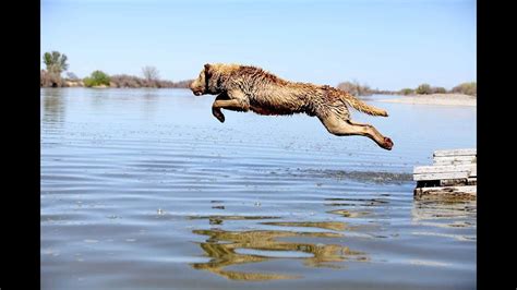 Dog Jumping Into Water