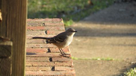 20 Ideas For Backyard Birds Of Texas Best Collections Ever Home