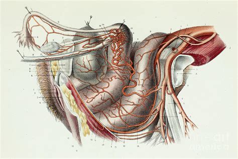 Female Pelvic Arteries And Organs Photograph By Science Photo Library