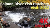 Salmon River Fish Hatchery Visit -2022 _Thousands of Salmon are playing ...