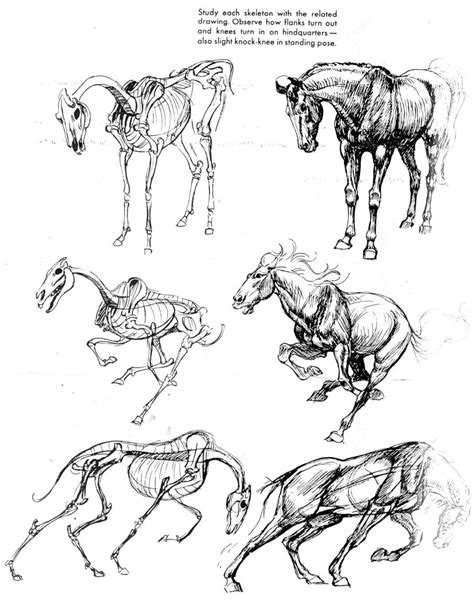 Shows How To Draw A Horse In Different Poses Horse Drawings Animal