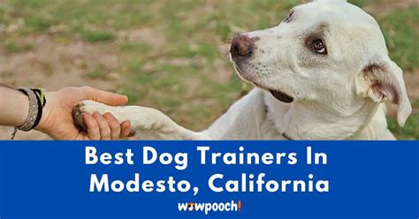 Top 12 Best Dog Trainers Near Modesto In California State