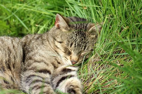Cat Animals Charming Free Photo On Pixabay