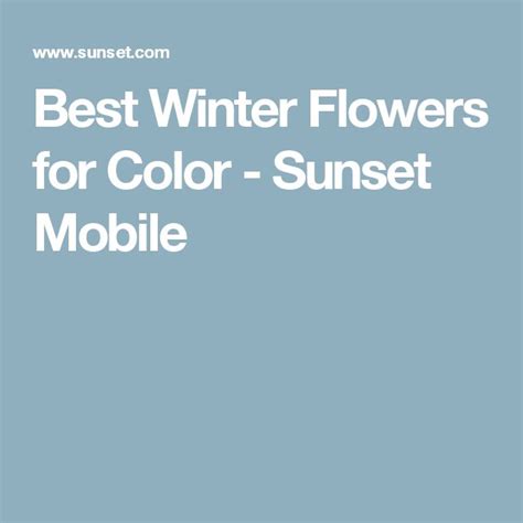 Colorful Cool Season Blooms To Brighten Up The Fall And Winter Sunset